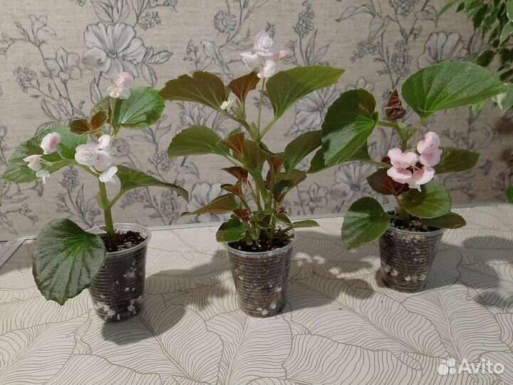 Бегония вечноцветущая махровая