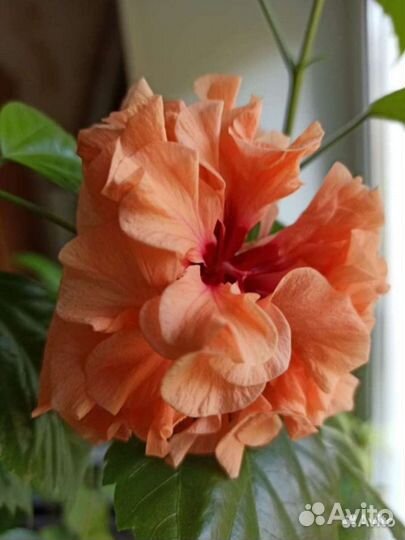 Роза Китайская