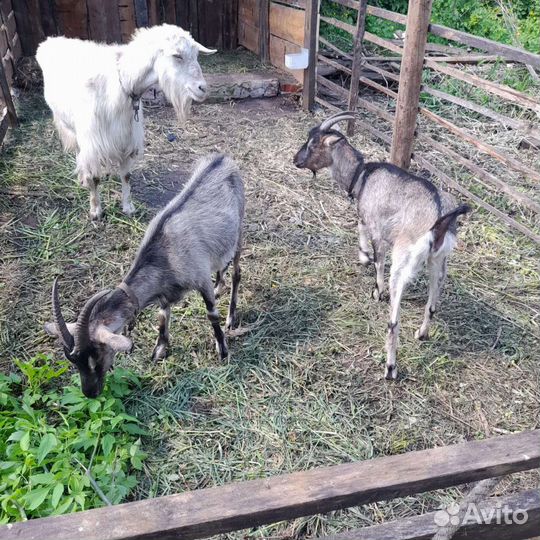 Коза молодая