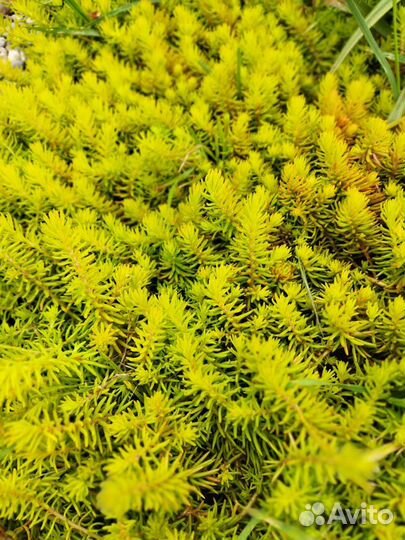 Почвопокровные растения