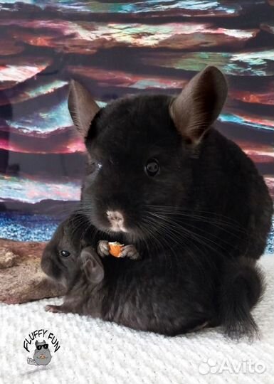 Шиншиллы мама Агата с сыном Литтл и ангора Дени