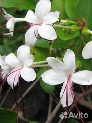 Клеродендрум Инерме