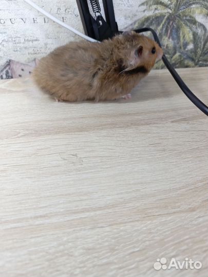Сирийские хомяки