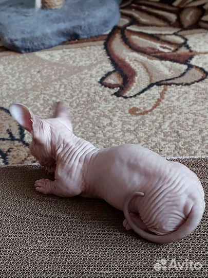 Канадский сфинкс. Бамбино