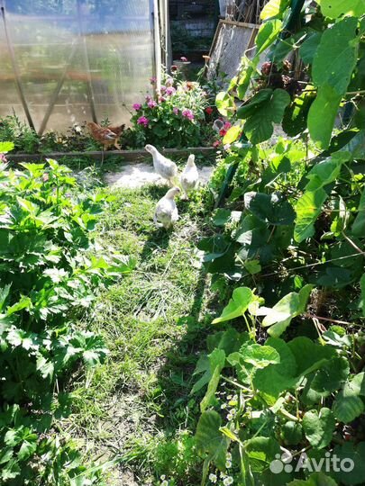 Куры молодки