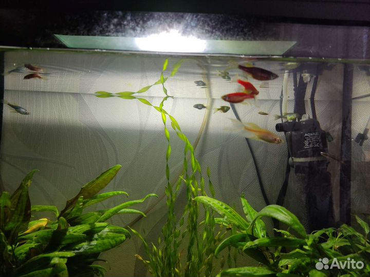 Аквариумные рыбки данио