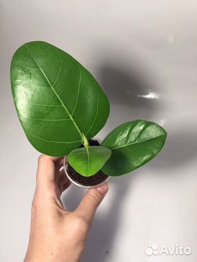 Фикусы разных сортов