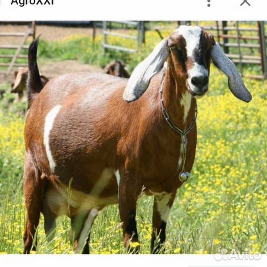 Продам молочных коз