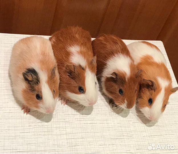 Морские свинки перуанские, гладкие, розетки