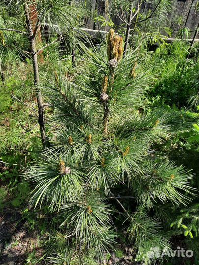 Саженцы кедра сибирского