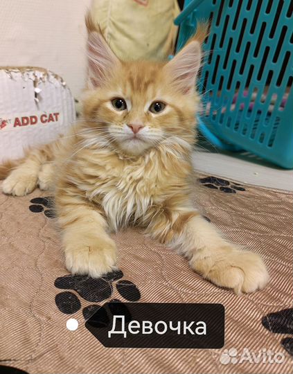 Кошечка мейн-кун