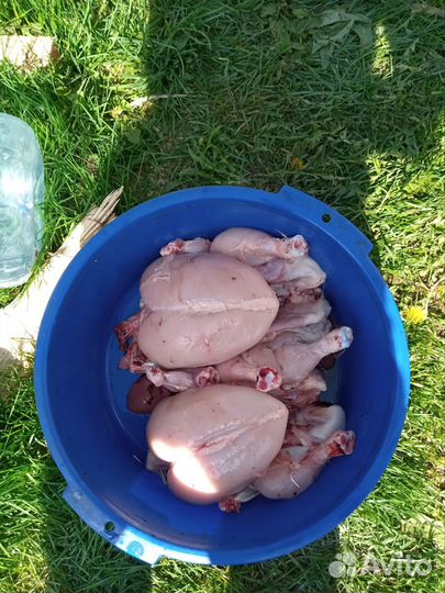 Куры броллеры