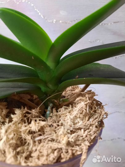 Орхидея фаленопсис 