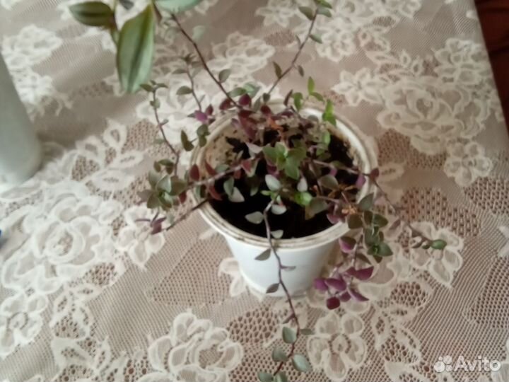 Ампельные растения