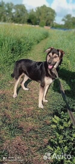 Воробушек ищет дом