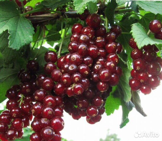 Саженцы смородины черной и красной