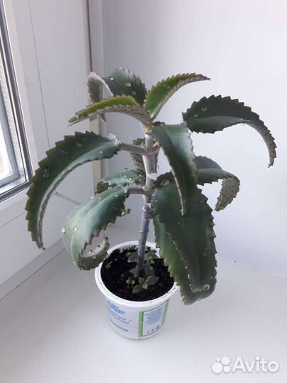 Каланхоэ лечебный