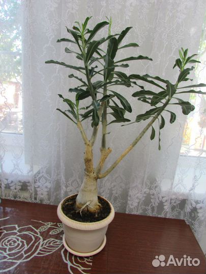Продам цветы комнатные