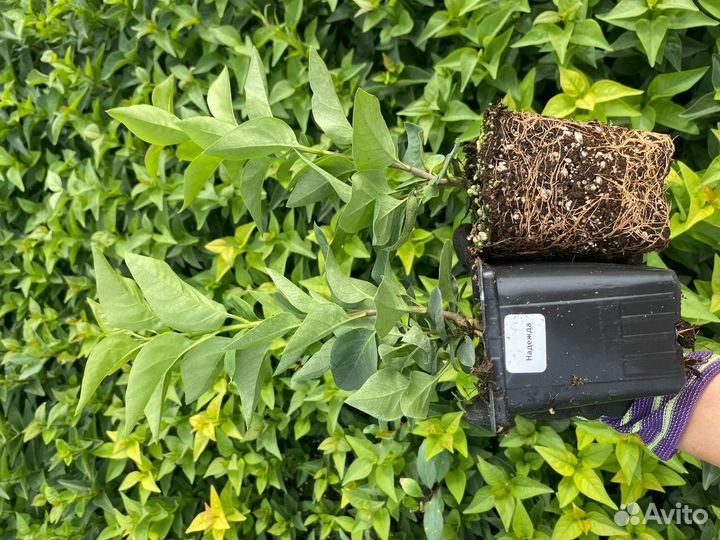 Саженцы «Сирень»