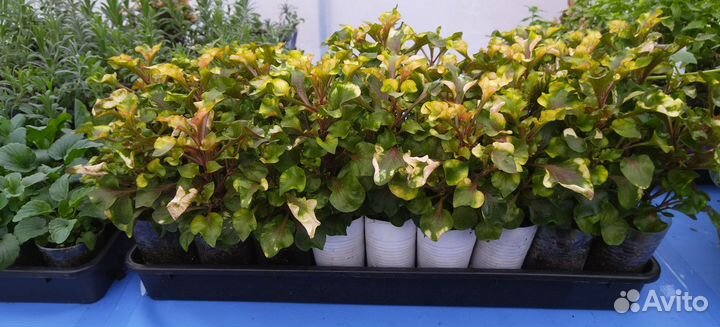 Альтернантера