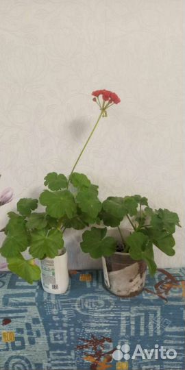 Герань пеларгония