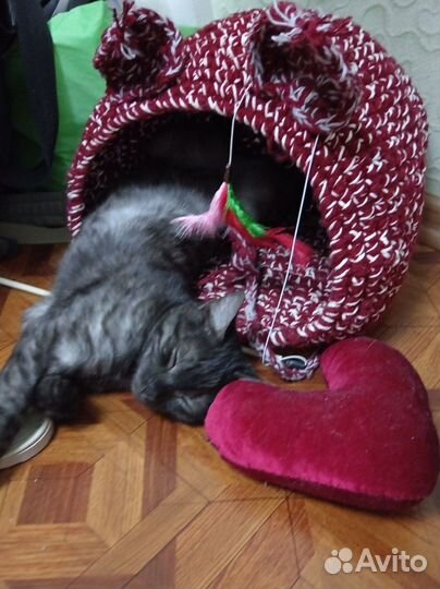 Кошачий домик