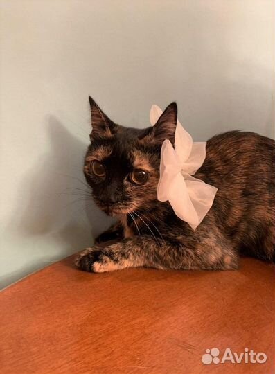 Котёнок девочка, в добрые руки, черепаховая