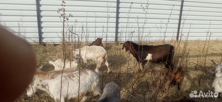 Казел ламанч