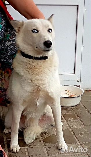 Маламут девочка с голубыми глазами