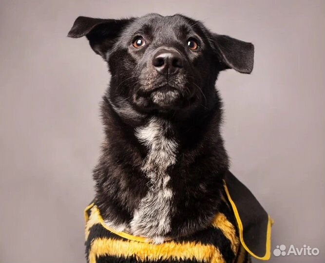 Собака Полли ищет дом