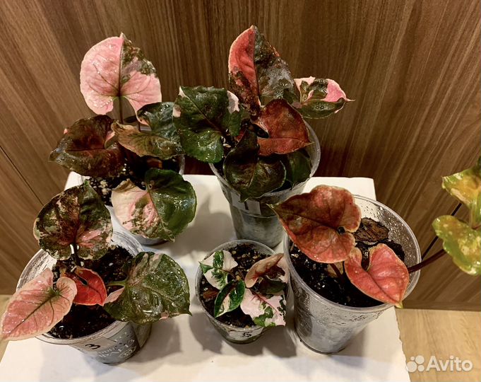 Сингониум клубничный лед galaxy