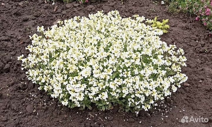 Арабис, многолетник