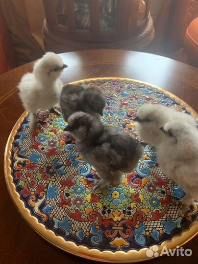 Китайские Шелковые