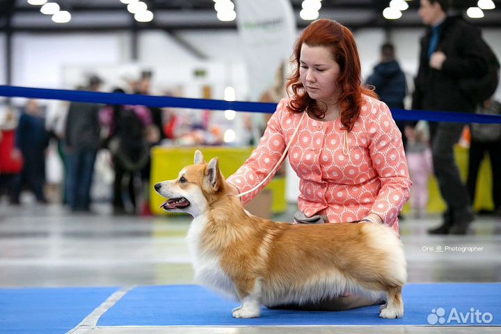 Кобель для вязок