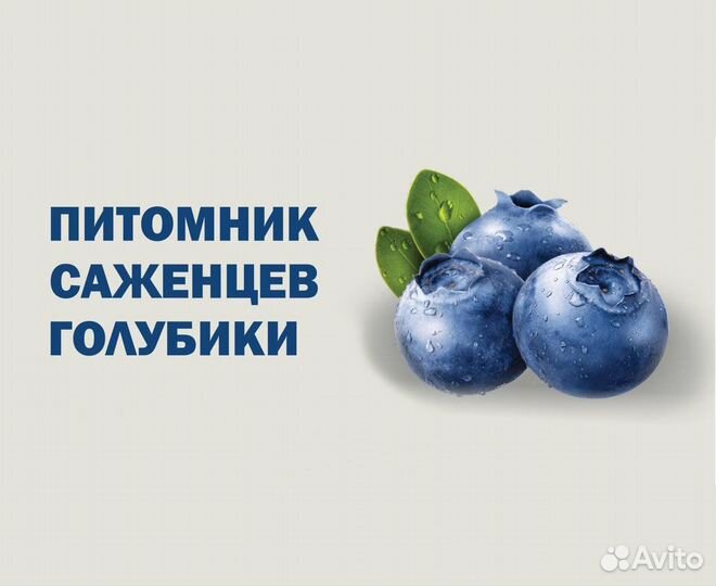 Голубика сорт Торо