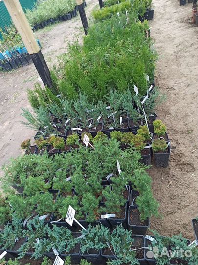 Большой выбор хвойных растений