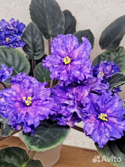 Фиалки сортовые