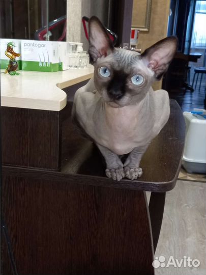 Канадский сфинкс вязка