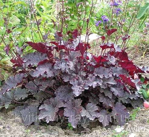 Многолетние цветы