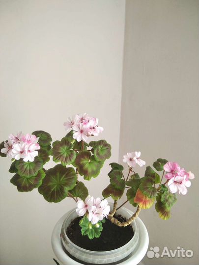 Герань пеларгония