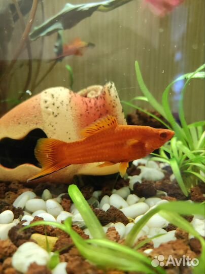 Меченосцы самцы