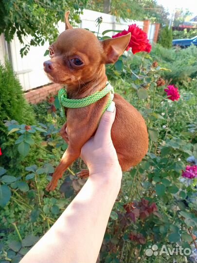 Мини той-терьер вязка