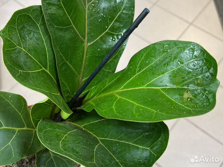 Фикус лирата бамбино Н30