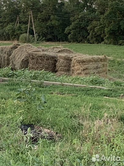 Сено в рулонах