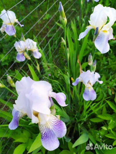 Неприхотливые многолетники (ирисы)