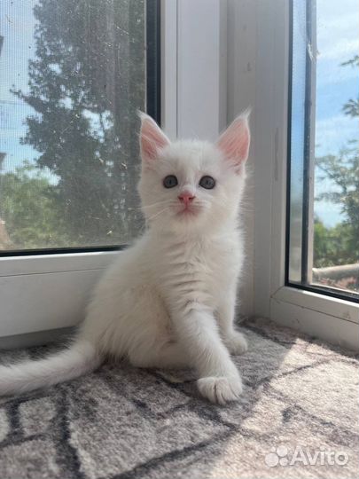 Ласковый дружелюбный котенок мейн кун