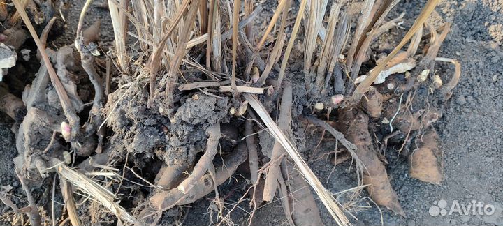 Пионы саженцы розовый