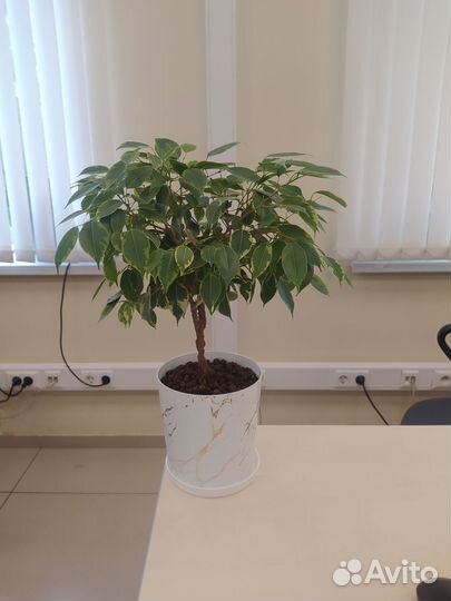 Фикус бенджамина плетеный пёстрый