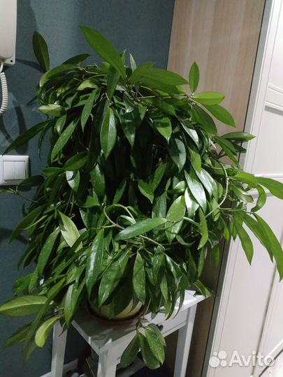 Хойи большие сильвер и карноза