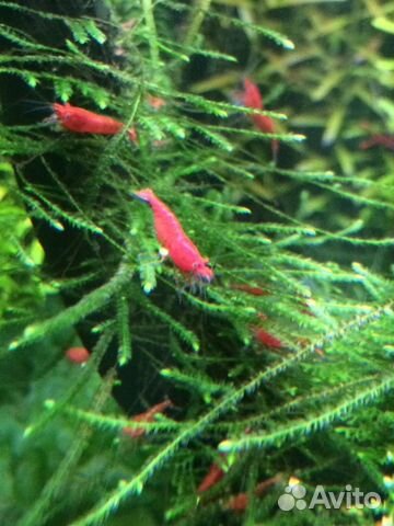 Аквариумные креветки